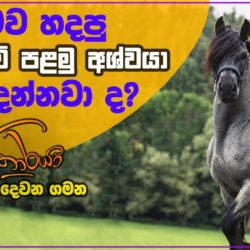 කෘත්‍රිමව හදපු ලංකාවේ පළමු අශ්වයා ගැන ඔබ දන්නවා ද? - Pitagamkaraya - පිටගම්කාරයා